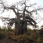 The baobab lovers Malilangwe