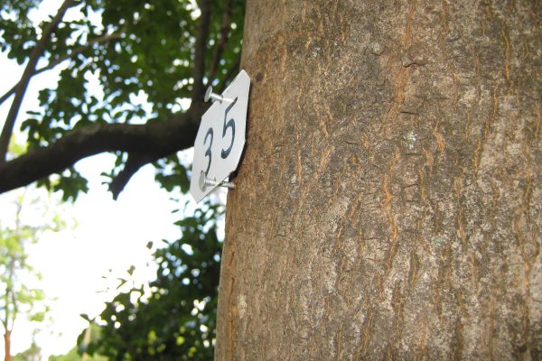 Tree labeling example
