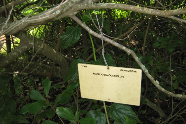 Tree labeling example