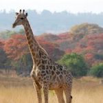 Giraffe and spring colours at Gosho Park