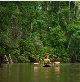 Paddling down a rain forest river with only the sound of the birds. Photo: Wikipedia