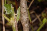 Vangueria infausta galls