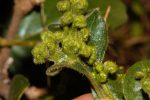 Vangueria infausta infausta galls