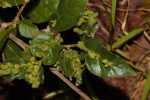 Vangueria infausta infausta galls