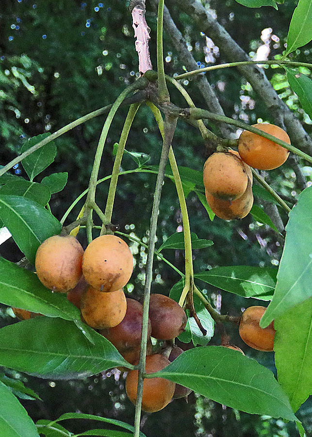 Zanha golungensis, Bot Garden Harare, Meg Coates Palgrave